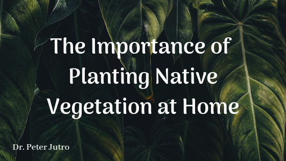 The Importance of Planting Native Vegetation at Home
