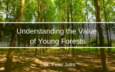 Understanding the Value of Young Forests