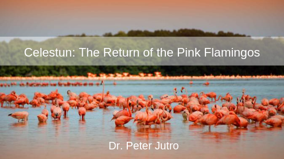Celestun: The Return of the Pink Flamingos